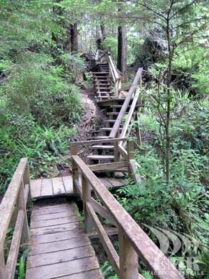 Stroll through old growth forests on your way to the ocean. Enjoy some of the last remaining accessable temperate rainforest in the world, within an easy walking distance of your vacation accommodations.
